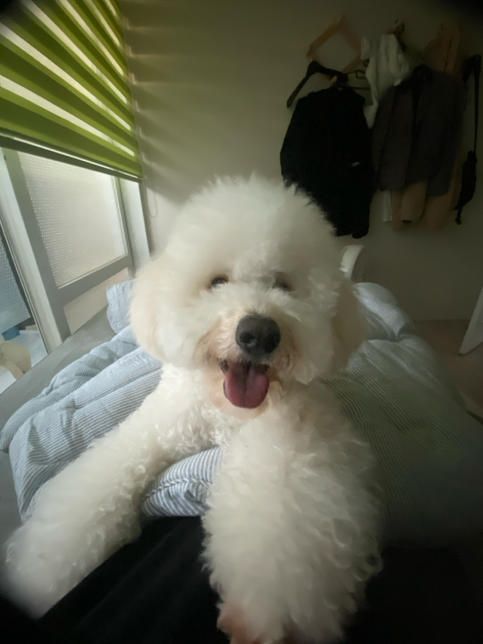 강아지 코 색깔이 바꼈어요 .의 0번 째 이미지