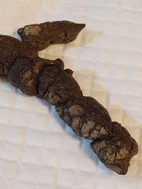 대변에 묻은 저 흙같은 것들은 뭐죠????의 0번 째 이미지