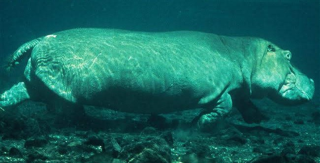 민물에 사는 포유류인 수달은 정말 지나치게 깊은 물속으로 못들어가나요?의 2번 째 이미지