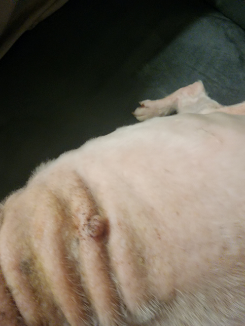 강아지 등 부분에 혹같은 게 점점 커져서 있습니다의 0번 째 이미지