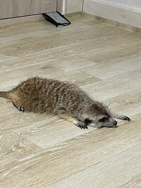 미어켓이 힘이 없고 자꾸 축쳐져 있을땐 왜⃠? ⃠ 그런걸까요?의 0번 째 이미지