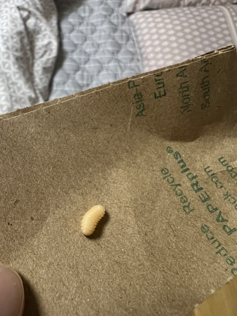 이건 먼가요.. 집에서 나왔는데… 무슨 애벌레인지요..의 0번 째 이미지