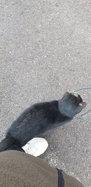 동그라미 친 부분은 왜 그러는걸까요 ㅜㅜ 피부병인가요??의 0번 째 이미지