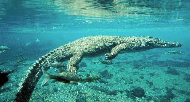 민물에 사는 포유류인 수달은 정말 지나치게 깊은 물속으로 못들어가나요?의 1번 째 이미지