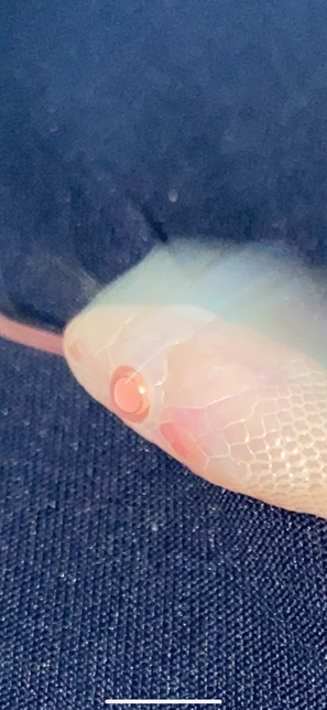 콘스네이크 볼이 빨개졌는데 괜찮은가요?의 2번 째 이미지