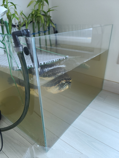 거북이 수조가 너무 금방 탁해집니다.의 0번 째 이미지