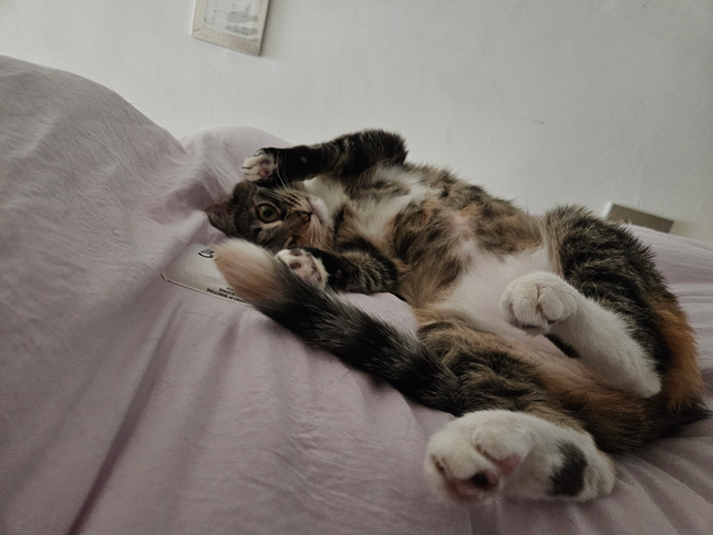 고양이가 아무데서나 똥을 싸는 이유의 0번 째 이미지