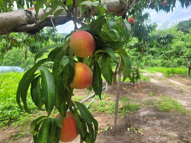 고추장으로 초장 만들 수 있나요?의 0번 째 이미지