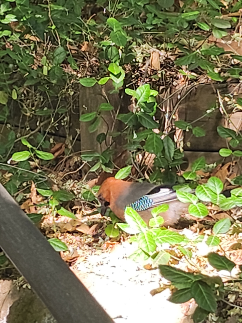 이새이름을 알고 싶어요 어제 서울 매봉산에서 만났습니다의 0번 째 이미지