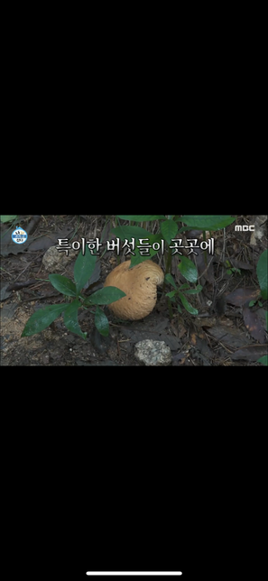 15일 나혼자 산다에 나온 버섯들 실제로 다 독버섯인가요???의 1번 째 이미지