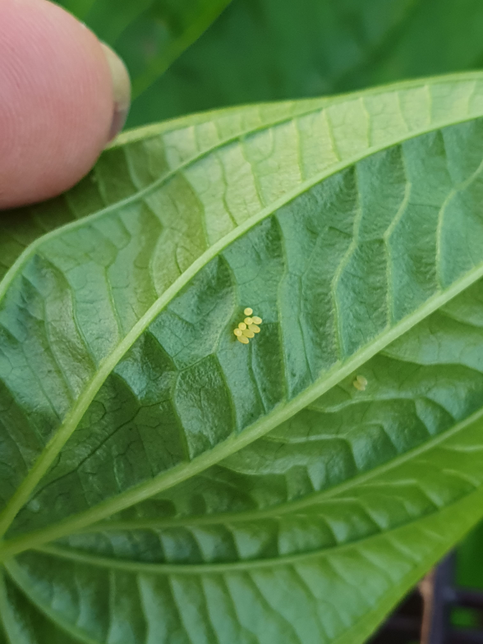 하늘마를 심고 연한잎이 나왔는데 잎뒤에 이알은 누구알인가요?의 0번 째 이미지