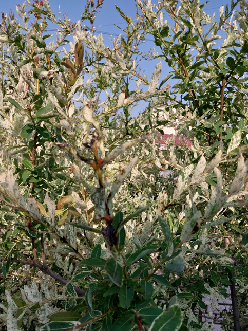 (식물) 나무끝이 검게변하고 기름처럼 떡이졌는데 무슨병인가요?의 1번 째 이미지