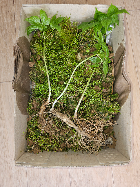 산삼을 켔는데 사진만으로 감정이 되나요?의 0번 째 이미지