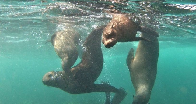 민물에 사는 포유류인 수달은 정말 지나치게 깊은 물속으로 못들어가나요?의 0번 째 이미지