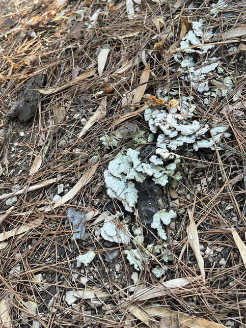 등산하다가 이런 버섯을 발견했는데 무슨 버섯인지 알 수 있을까요?의 0번 째 이미지