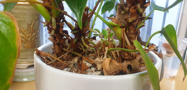 안시리움 대가 3개인데 다른 화분으로 나누어 심어야될까요 그냥 두어도 무난할까요의 1번 째 이미지