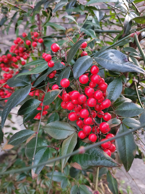 <mark>아래</mark> <mark>사진</mark>에 있는 <mark>식물</mark>이 궁금합니다.의 0번 째 이미지
