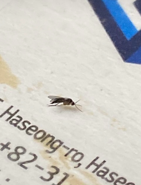 이 벌레 뭔가요 왜 나오는 건가요 없앨 수 없을까요?의 0번 째 이미지