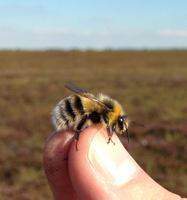 바퀴벌레가 호박벌처럼 털옷을 입었다면 귀여웠을까요?의 0번 째 이미지