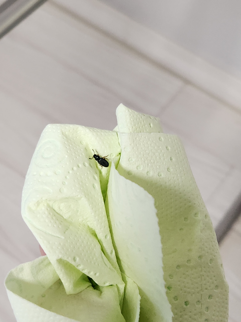 이거 무슨 벌레인가요? 사진 첨부합니다의 1번 째 이미지