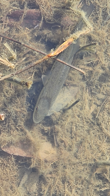 이 물고기의 이름이 무엇인지 궁금합니다의 0번 째 이미지