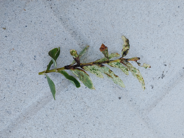 (식물) 나무끝이 검게변하고 기름처럼 떡이졌는데 무슨병인가요?의 0번 째 이미지