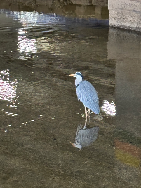 이 새 이름 아시는 분 있을까요?의 0번 째 이미지