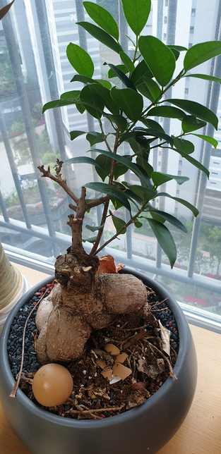 인삼벤자민 상태가 어떻게 보이시나요의 2번 째 이미지