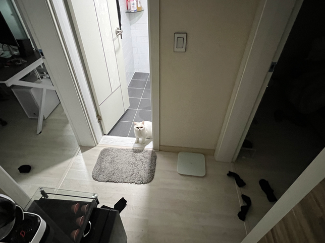 고양이가 자꾸 물건을 물어오는 이유가 뭘까요?의 1번 째 이미지