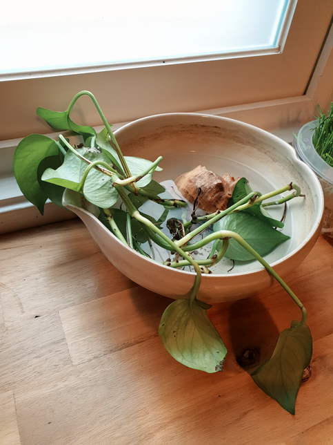 식물을 담가놓는 물을 고양이가 마셔요.의 0번 째 이미지