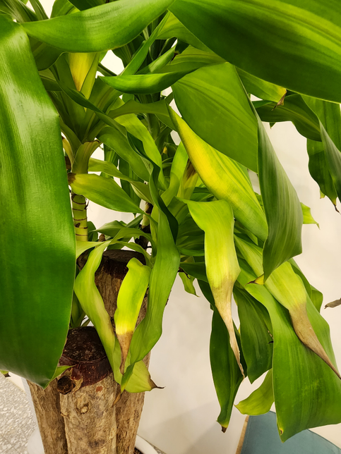 화분 식물 어떻게 키워야되나요?의 0번 째 이미지