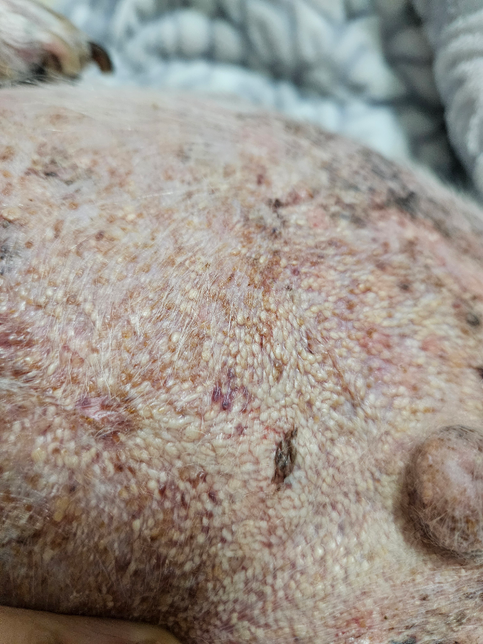 이런 피부병은 뭔지 알수 있을까요?의 0번 째 이미지