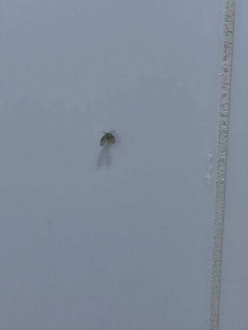 화장실을 가득 채운 날파리 없애는 법 좀 알려주세요의 0번 째 이미지