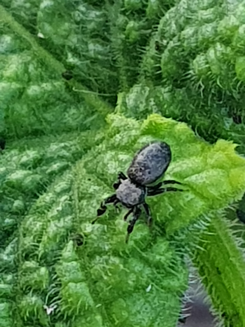 이 벌레이름이 뭔가요? 노각을 심었는데 혹시 까만 깨같은 벌레들의 어미일까요?의 0번 째 이미지