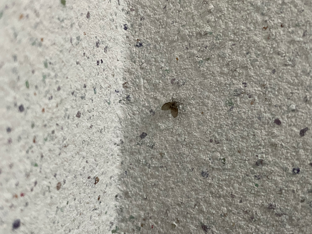 집 베란다에 사진과 같은 벌레가 자꾸 나오는데 어떤벨레인가요?의 0번 째 이미지