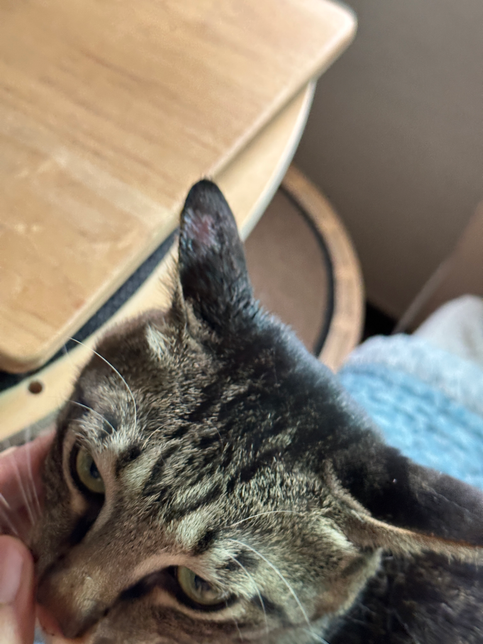 고양이 귀에 진드기 물린거 마냥의 1번 째 이미지