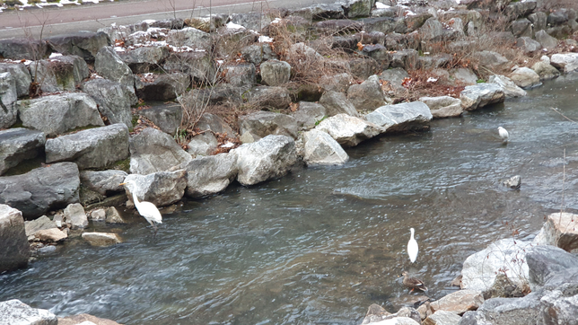 사진에서 하얀색 새의 이름을 알려주세요의 0번 째 이미지