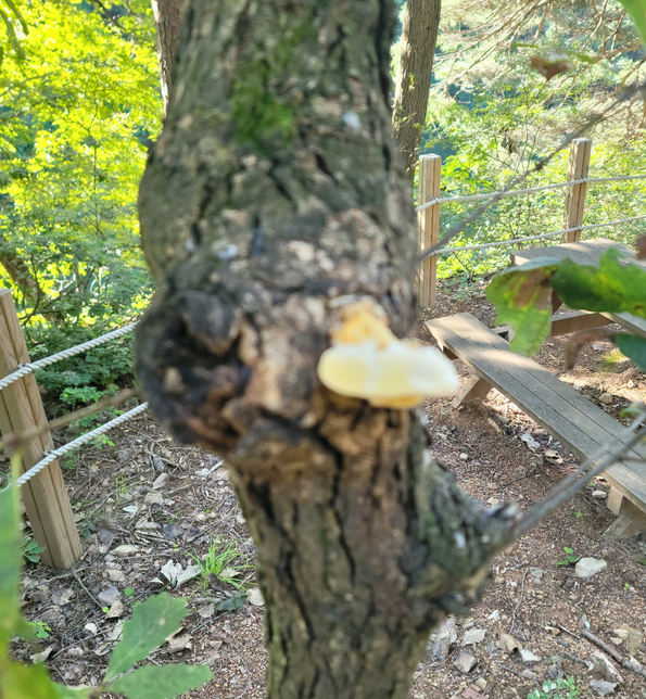 이 야생버섯은 무엇이며 먹을수가 있는 버섯인가요?의 0번 째 이미지