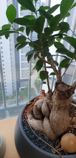 인삼벤자민 상태가 어떻게 보이시나요의 0번 째 이미지