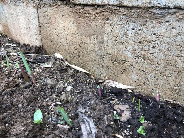 텃밭에서 자라고 있는 이 식물 이름이 뭔지 궁금합니다.의 1번 째 이미지