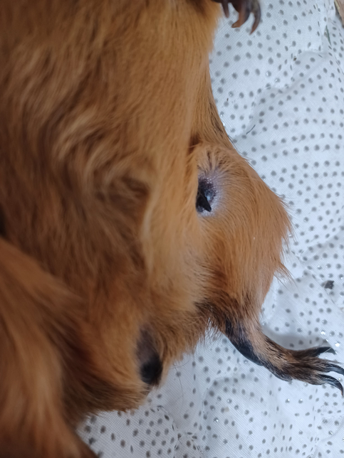 기니피그 임신중 발정이 올수 있나요의 0번 째 이미지