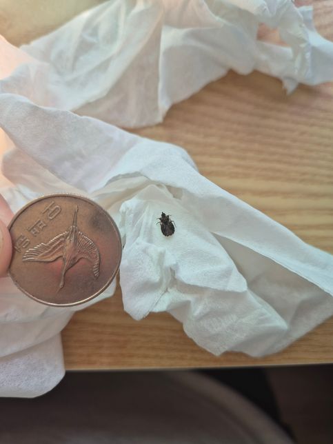 사진 속 이것 정체가 뭔가요? 빈대인가요??의 0번 째 이미지