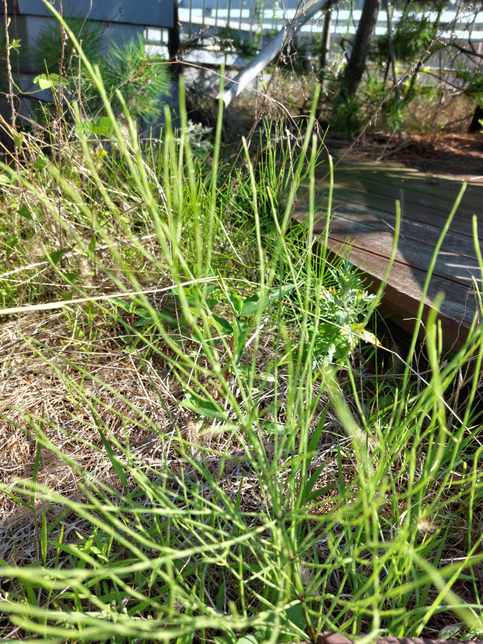 나무가지 처럼 자라는 사진의 풀 이름은 무엇인가요?의 0번 째 이미지