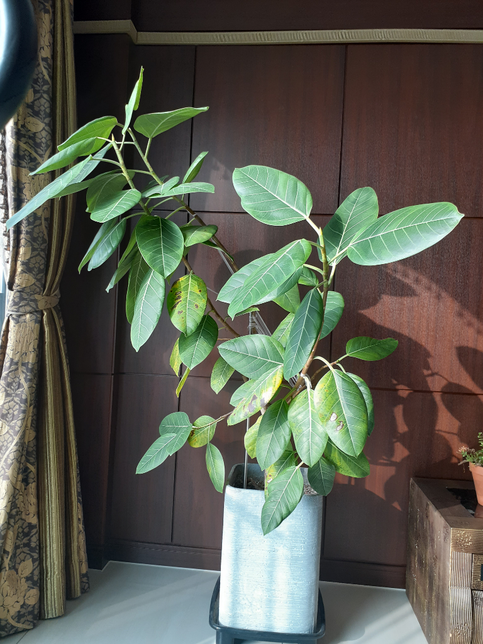 뱅갈고무나무 가지치기 어떻게해야하나요?의 1번 째 이미지