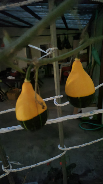 가끔 외출시 지나가는 길에 호박있는데 이름이 궁금하네요의 0번 째 이미지