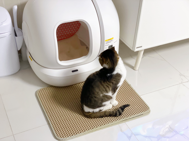 고양이모래 자주 바꿔주는게 좋을까요?의 0번 째 이미지