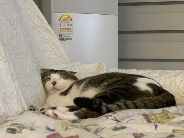 웃으면서 자는 고양이는 좋은 꿈을 꾸는걸까요~???의 0번 째 이미지