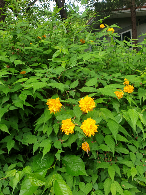 이 꽃의 이름이 뭔지 아시는 분 도와주세요의 0번 째 이미지