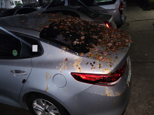 아파트 주차장에 주차를 했는데 감나무 열매로 차가 더러워졌습니다의 0번 째 이미지