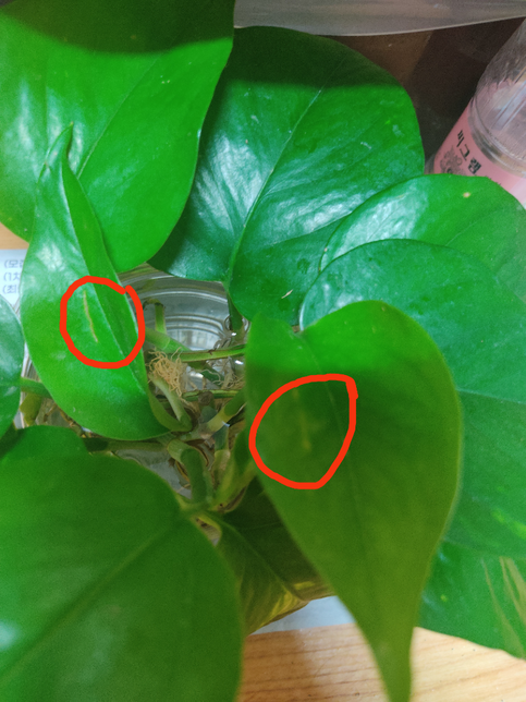 수경 스킨답서스 왜 이런걸까요?의 0번 째 이미지